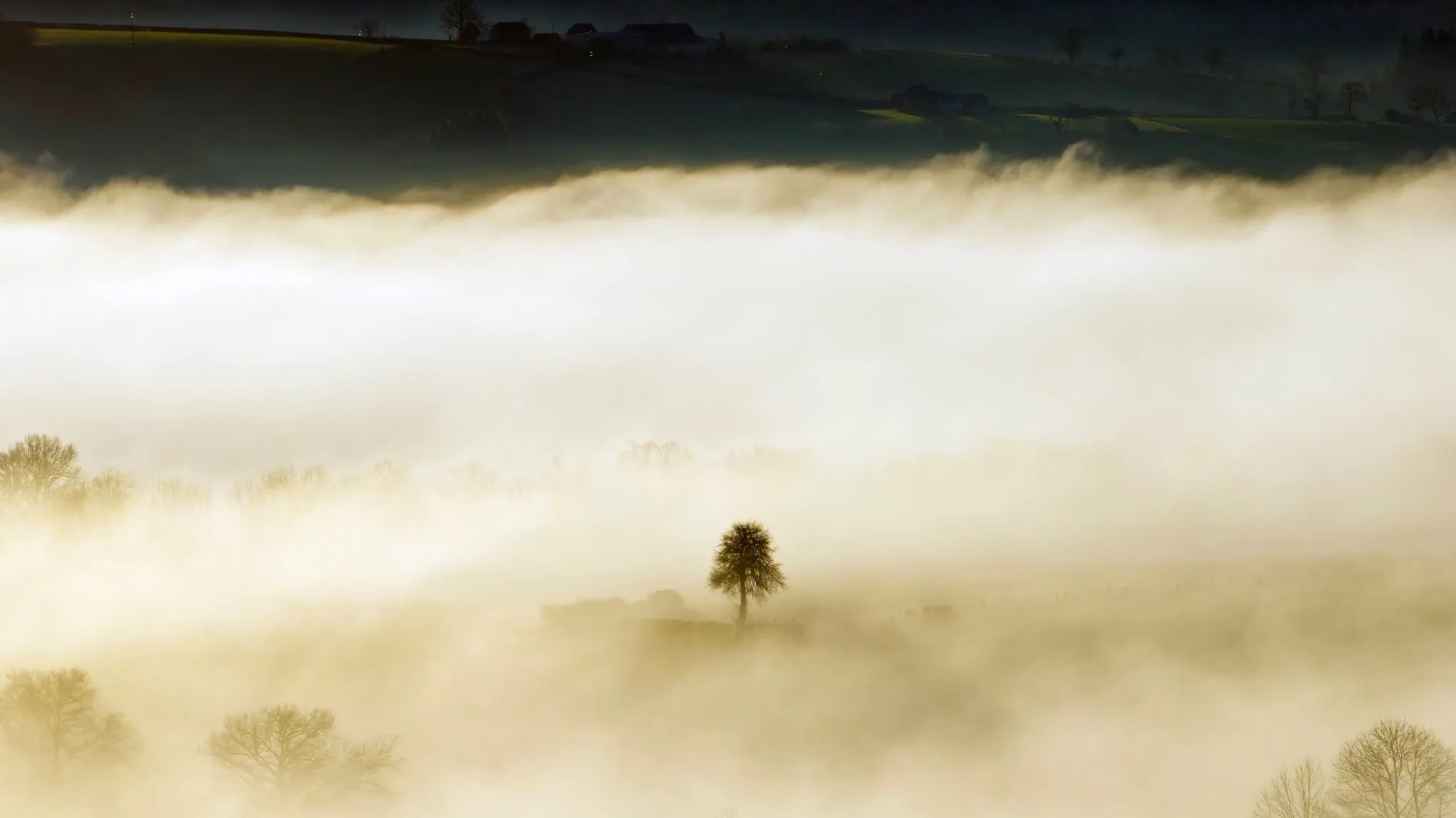 Eenzame boom in een mistig landschap