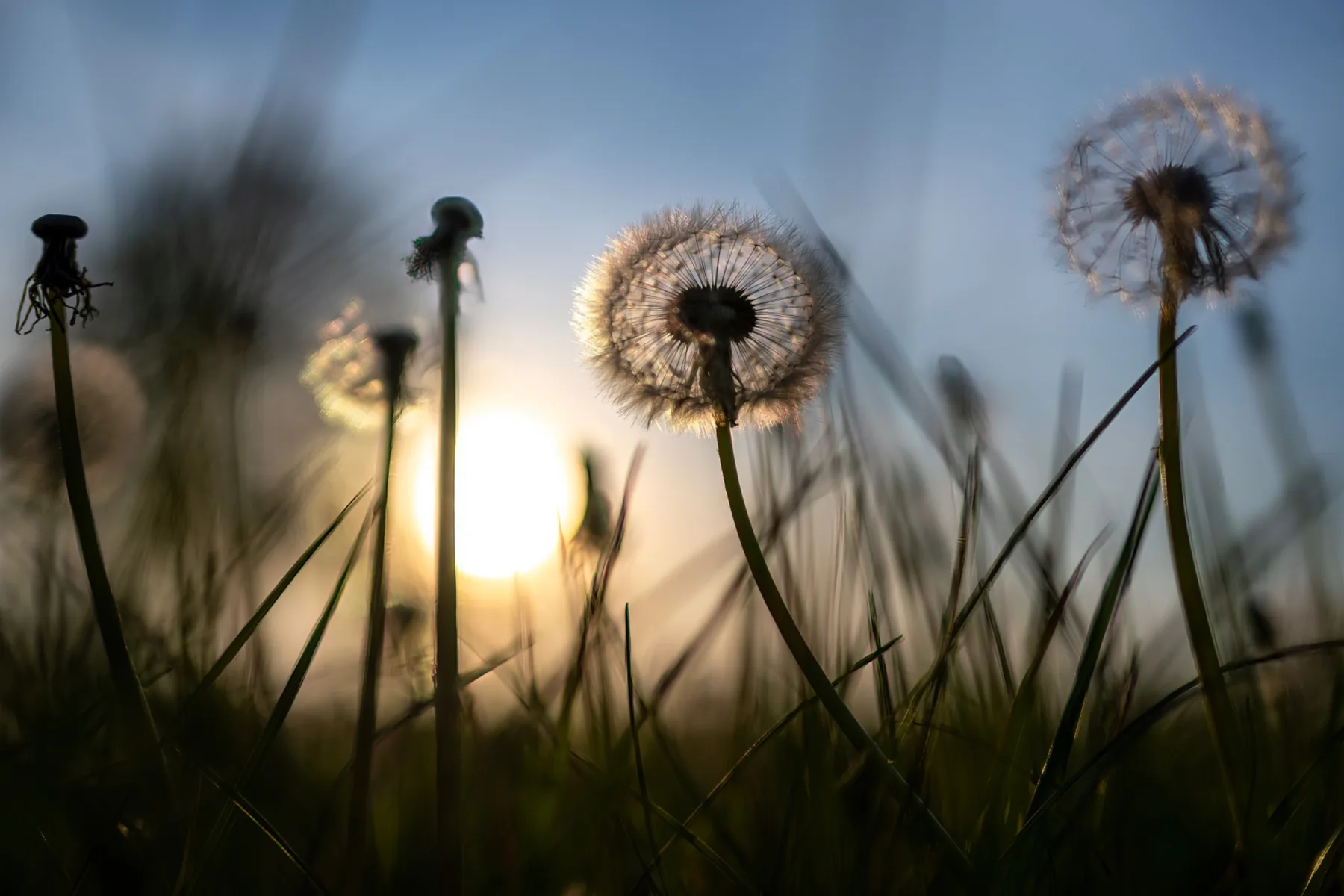 Paardenbloemen in tegenlicht