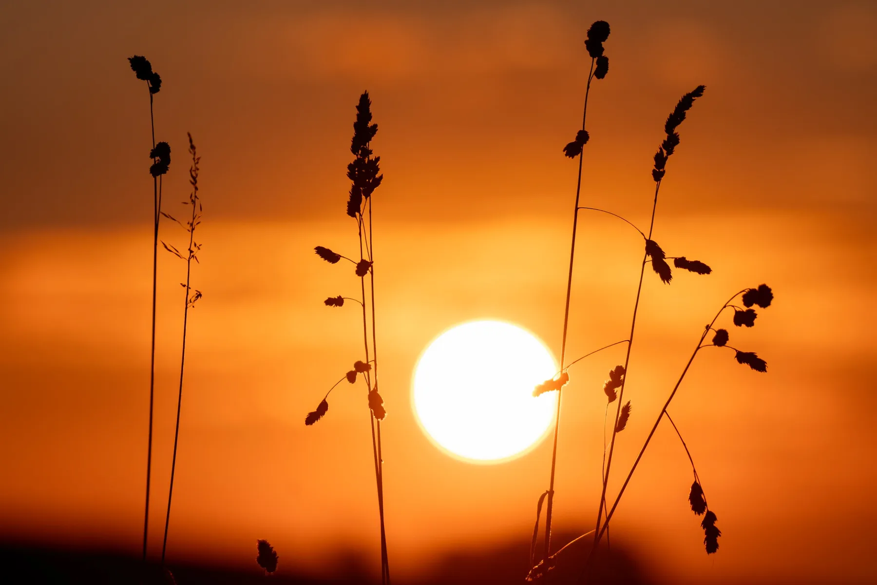 Grassen voor ondergaande zon